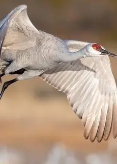 نبردی باورنکردنی در طبیعت؛ درنای شجاع در برابر خرس گریزلی ایستاد