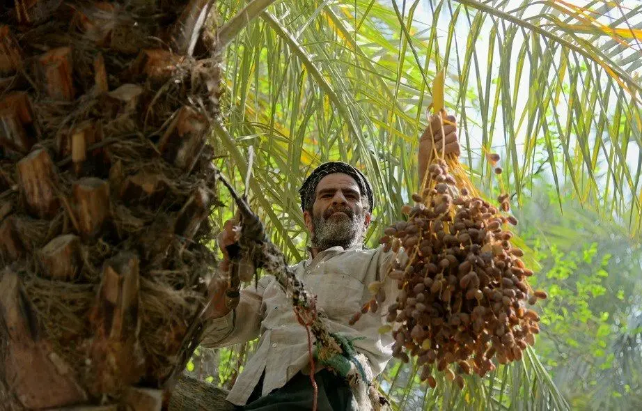 تصاویر؛ خرماپزان تابستانی در نخلستان‌های آبادان