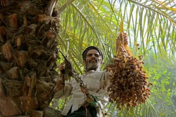 تصاویر؛ خرماپزان تابستانی در نخلستان‌های آبادان