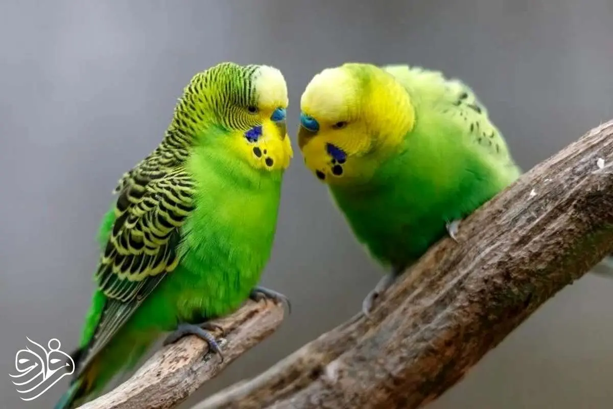 پرندگان چگونه دوست پیدا می کنند؟