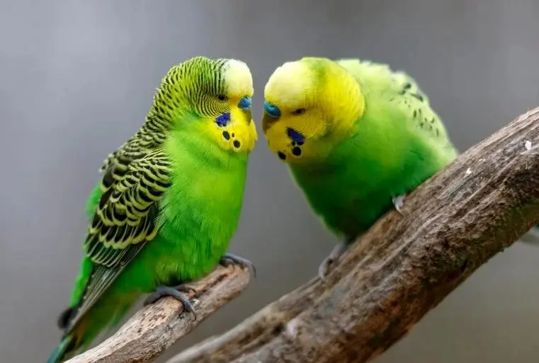 پرندگان چگونه دوست پیدا می کنند؟