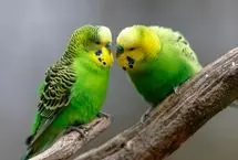 پرندگان چگونه دوست پیدا می کنند؟