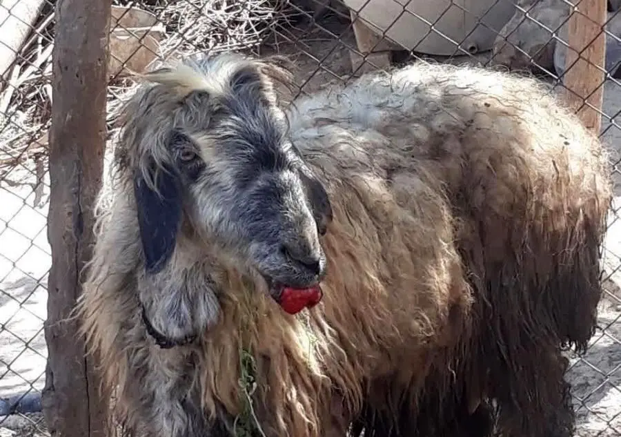  وضعیت تب برفکی در دام‌های کشور