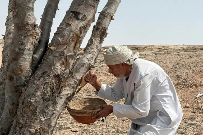 ببینید؛ اینجا کُندر ارزشمندتر از طلاست!