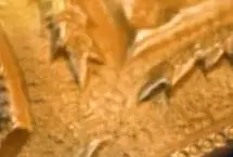 اختلاف سنی حضرت علی (ع) و حضرت فاطمه (س)؛ چقدر بود؛ چرا حضرت فاطمه (س) در شب عروسی گریه کرد؟