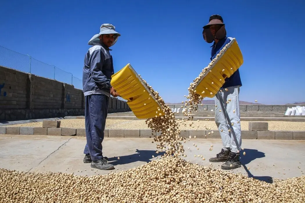 تصاویر؛ فصل برداشت پسته‌ در خراسان شمالی