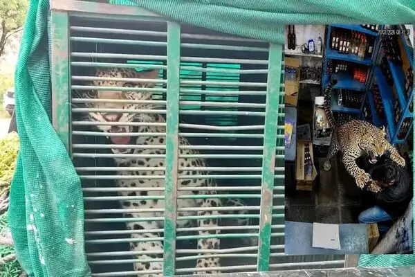 حمله پلنگ سرگردان به یک مشروب فروش
