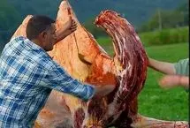 ویدئویی پربازدید از پخت یک شتر؛ غذای مورد علاقه فراعنه!