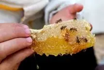 زنبورداری در میان ویرانه‎های غزه