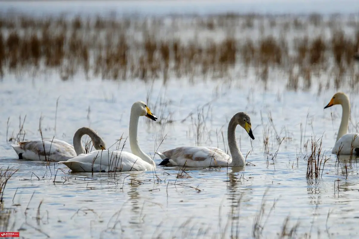 تصاویر؛ سرخرود مازندران میزبان قو‌های آوازخوان 11