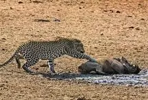 ببینید؛ حمله غافلگیرانه پلنگ ماده به لانه گرازها