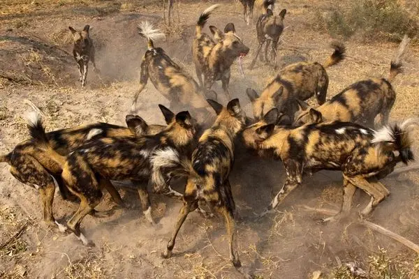 ببینید؛ ۲۳ سگ وحشی یک گراز وحشی را از پای درآوردند