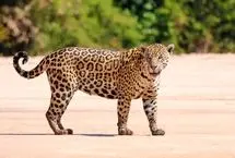 غرش ناگهانی پلنگ، کارگران مزرعه را فراری داد