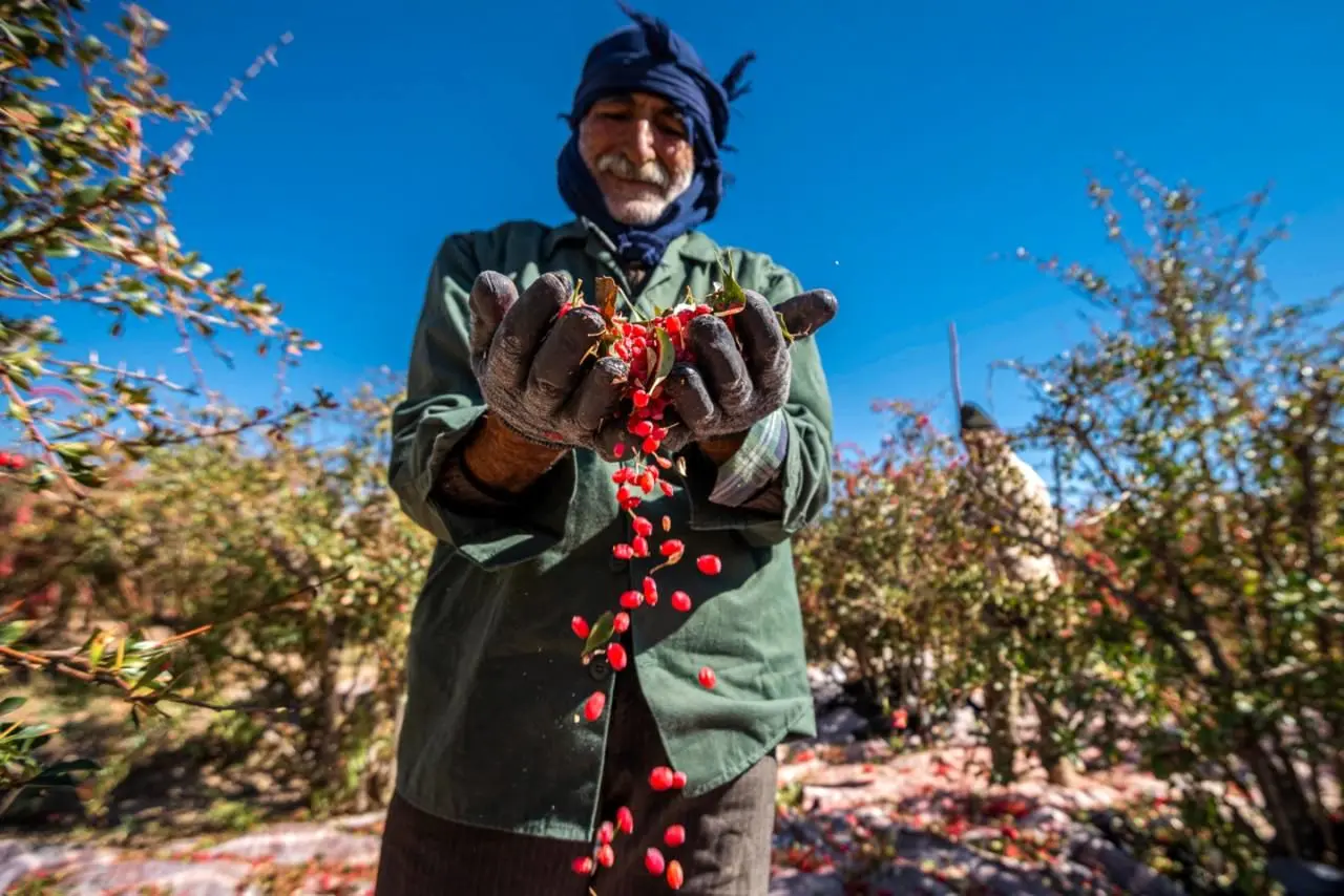 تصاویر؛ برداشت زرشک در روستای «افین»