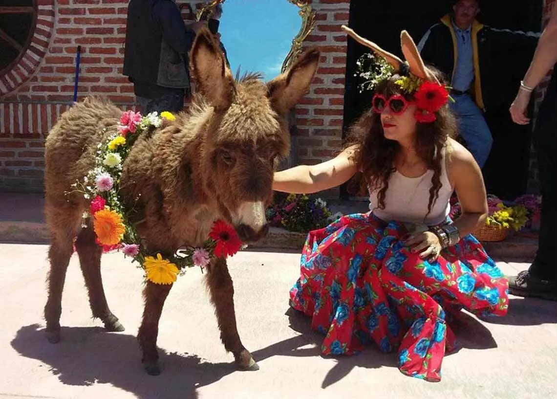 ببینید؛ جشن ملی خرها