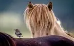 تصاویر؛ زیبایی در میان ویرانی؛ نگاهی از لنز عکاسان به طبیعت در دل بحران‌ها
