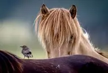 تصاویر؛ زیبایی در میان ویرانی؛ نگاهی از لنز عکاسان به طبیعت در دل بحران‌ها