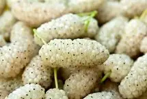 10 خاصیت شگفت انگیز توت سفید