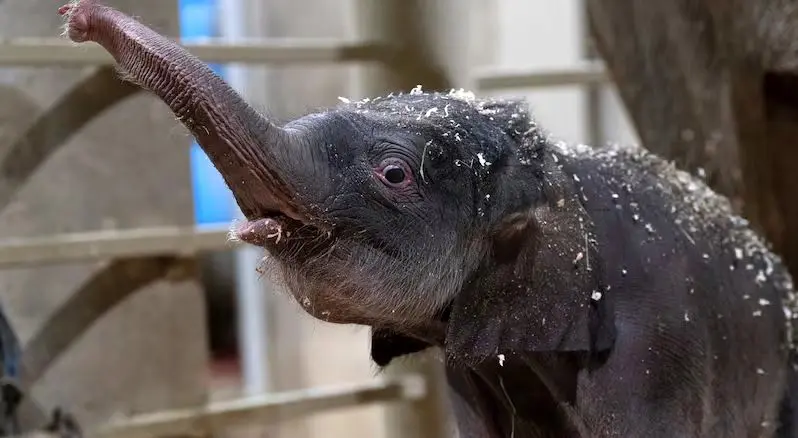 تولد تاریخی دومین بچه فیل آسیایی در باغ‌وحش کلمبوس آمریکا