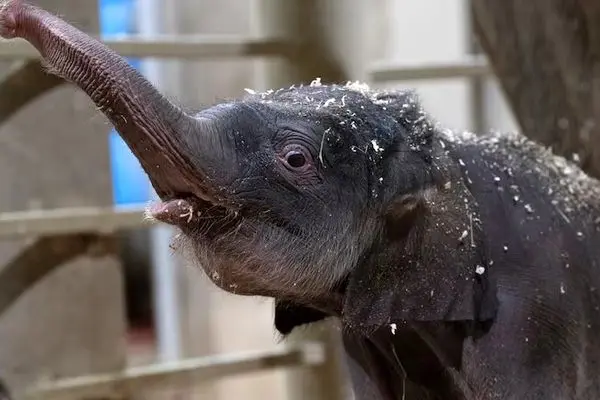 تولد تاریخی دومین بچه فیل آسیایی در باغ‌وحش کلمبوس آمریکا