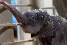 تولد تاریخی دومین بچه فیل آسیایی در باغ‌وحش کلمبوس آمریکا