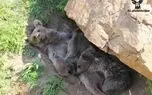 مادرانه خرس قهوه‌ای با توله‌هایش در حیات وحش نوشهر