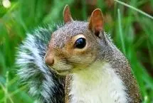 ببینید؛ شکار خرگوش نگون‌بخت توسط سیاه‌گوش