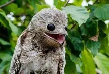 پرندگانی وحشتناک که گویی از دل کابوس‌ها برخاسته‌اند