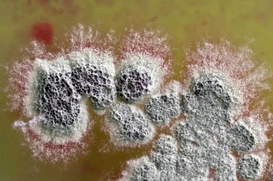  آنتی‌بیوتیک قدرتمندی که مقاوم‌ترین باکتری‌ها را نابود می‌کند