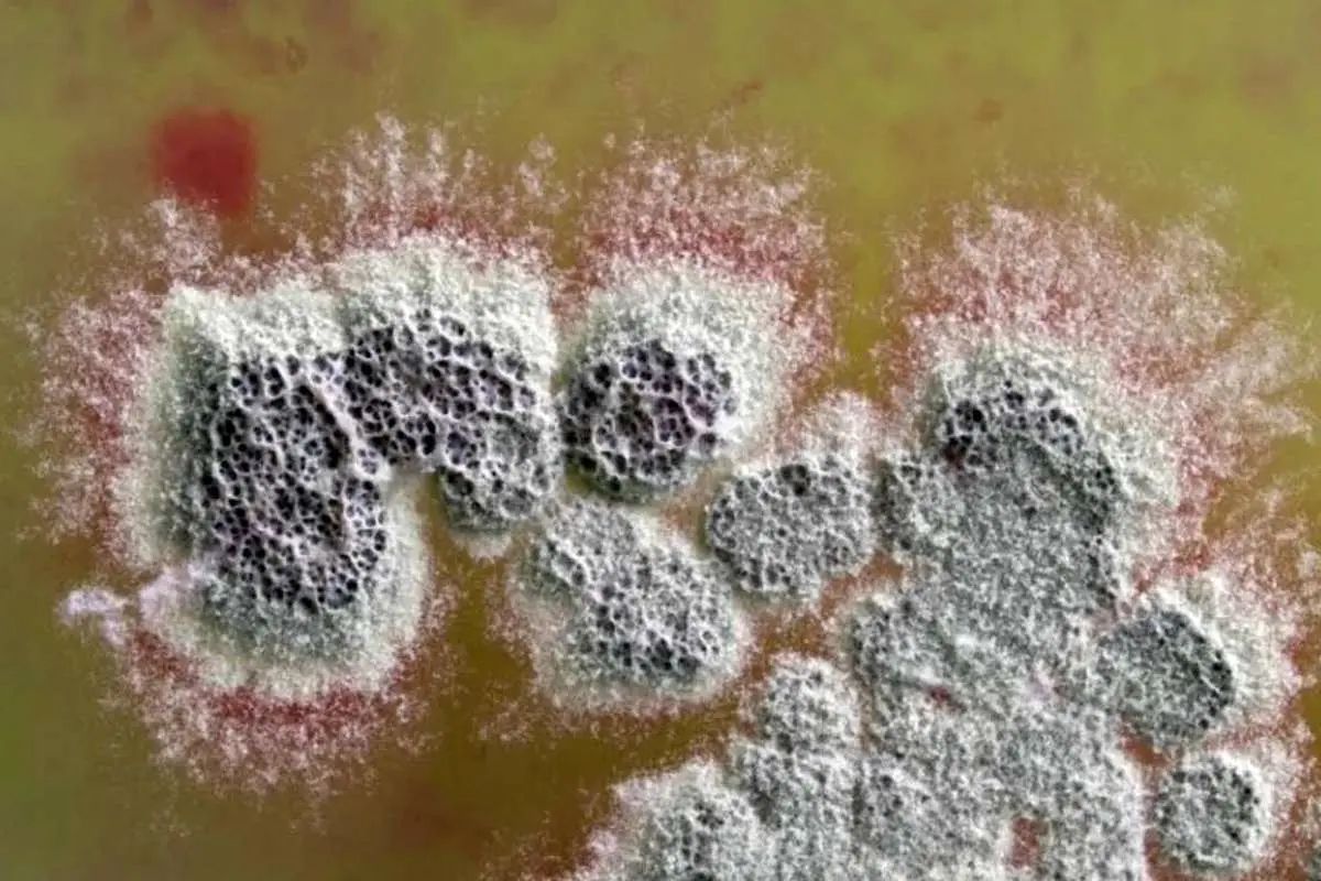  آنتی‌بیوتیک قدرتمندی که مقاوم‌ترین باکتری‌ها را نابود می‌کند