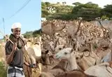 ذبح ۱۵۳۸ شتر به مناسبت ولادت پیامبر اسلام