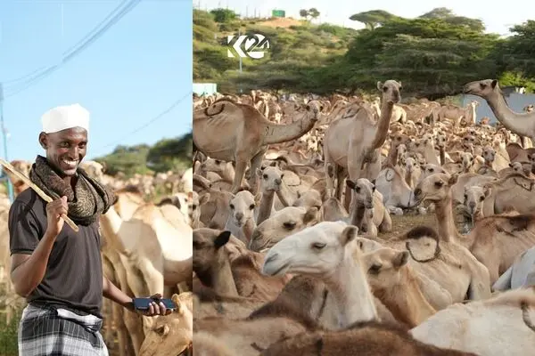 ذبح ۱۵۳۸ شتر به مناسبت ولادت پیامبر اسلام