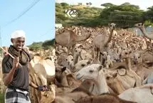 ذبح ۱۵۳۸ شتر به مناسبت ولادت پیامبر اسلام