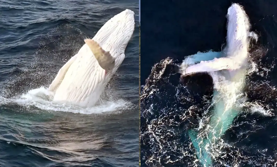 ببینید؛ شکار لحظه‌ای باورنکردنی؛ نمایش خیره‌کننده نهنگ سفید کمیاب 