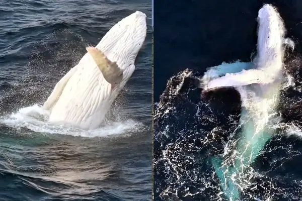 ببینید؛ شکار لحظه‌ای باورنکردنی؛ نمایش خیره‌کننده نهنگ سفید کمیاب 