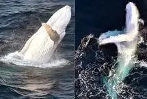 ببینید؛ شکار لحظه‌ای باورنکردنی؛ نمایش خیره‌کننده نهنگ سفید کمیاب 