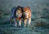 ببینید؛ صاعقه‌ای که شیرها را از جا پراند!