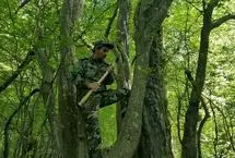 حافظان جنگل‌هاییم اما حقوق ۱۳ تا ۲۰ میلیون تومانی را با تأخیر می‌گیریم!
