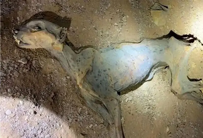 مومیای یوزپلنگ