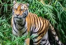 صحنه شکار باورنکردنی ببر بر فراز شاخه‌ها