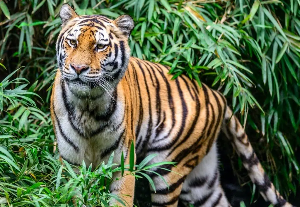 صحنه شکار باورنکردنی ببر بر فراز شاخه‌ها