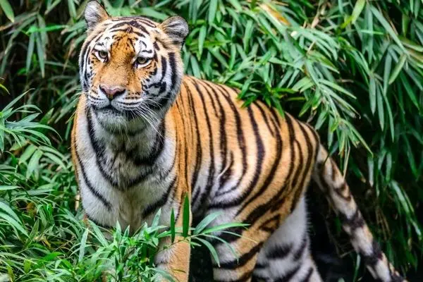 صحنه شکار باورنکردنی ببر بر فراز شاخه‌ها