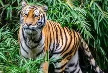 صحنه شکار باورنکردنی ببر بر فراز شاخه‌ها