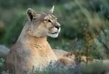 ببینید؛ سرنوشت تلخ یک پوما