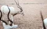۱۰ حیوان جان سختِ بیابانی که در صحرای داغ زنده ماندهاند!