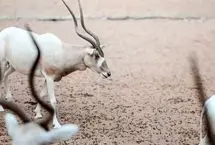۱۰ حیوان جان سختِ بیابانی که در صحرای داغ زنده مانده‌اند!