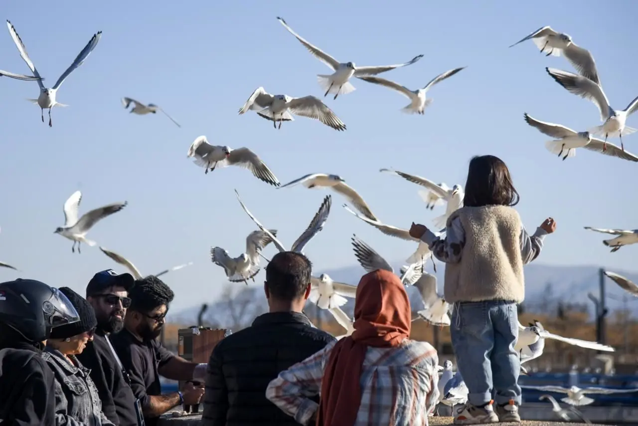 تصاویر؛ کاکایی‌ها؛ میهمان رودخانه «خشک» شیراز