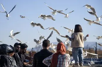 تصاویر؛ کاکایی‌ها؛ میهمان رودخانه «خشک» شیراز