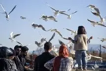 تصاویر؛ کاکایی‌ها؛ میهمان رودخانه «خشک» شیراز