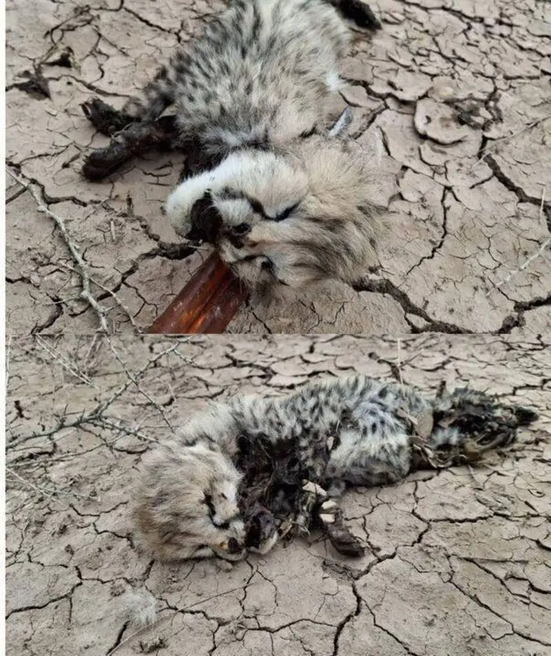 لاشه